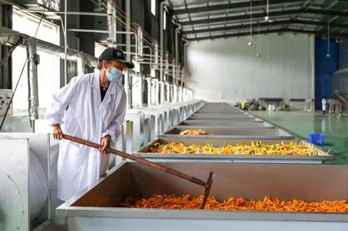 贵州毕节市 优质农产品纷纷 出国